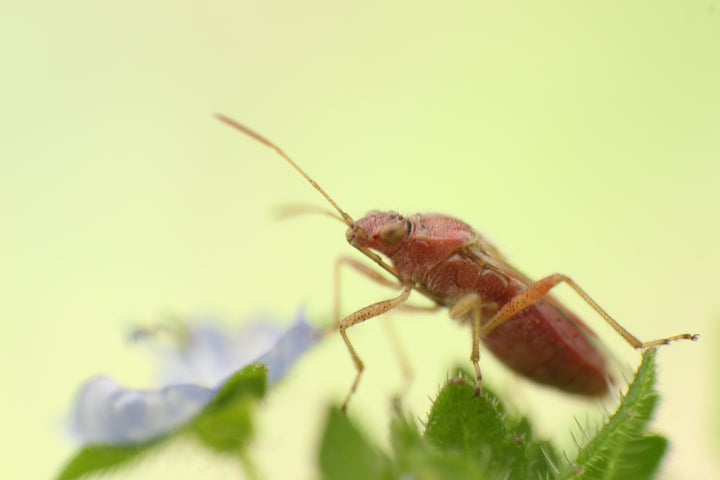 Series 16 of the Microcosmic Universe of Flowers and Bees