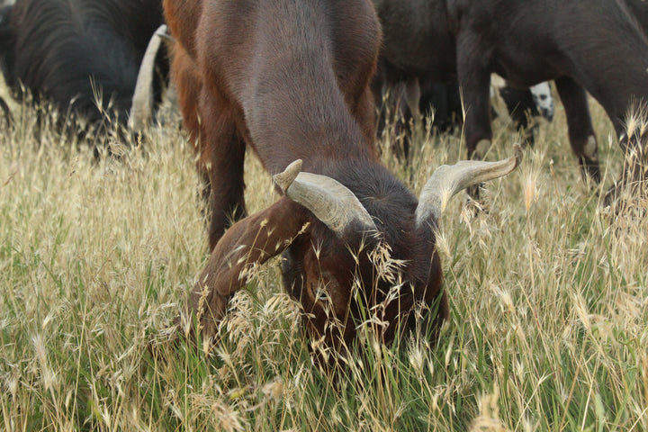 Pastoral Harmony: A Glimpse into Rural Life