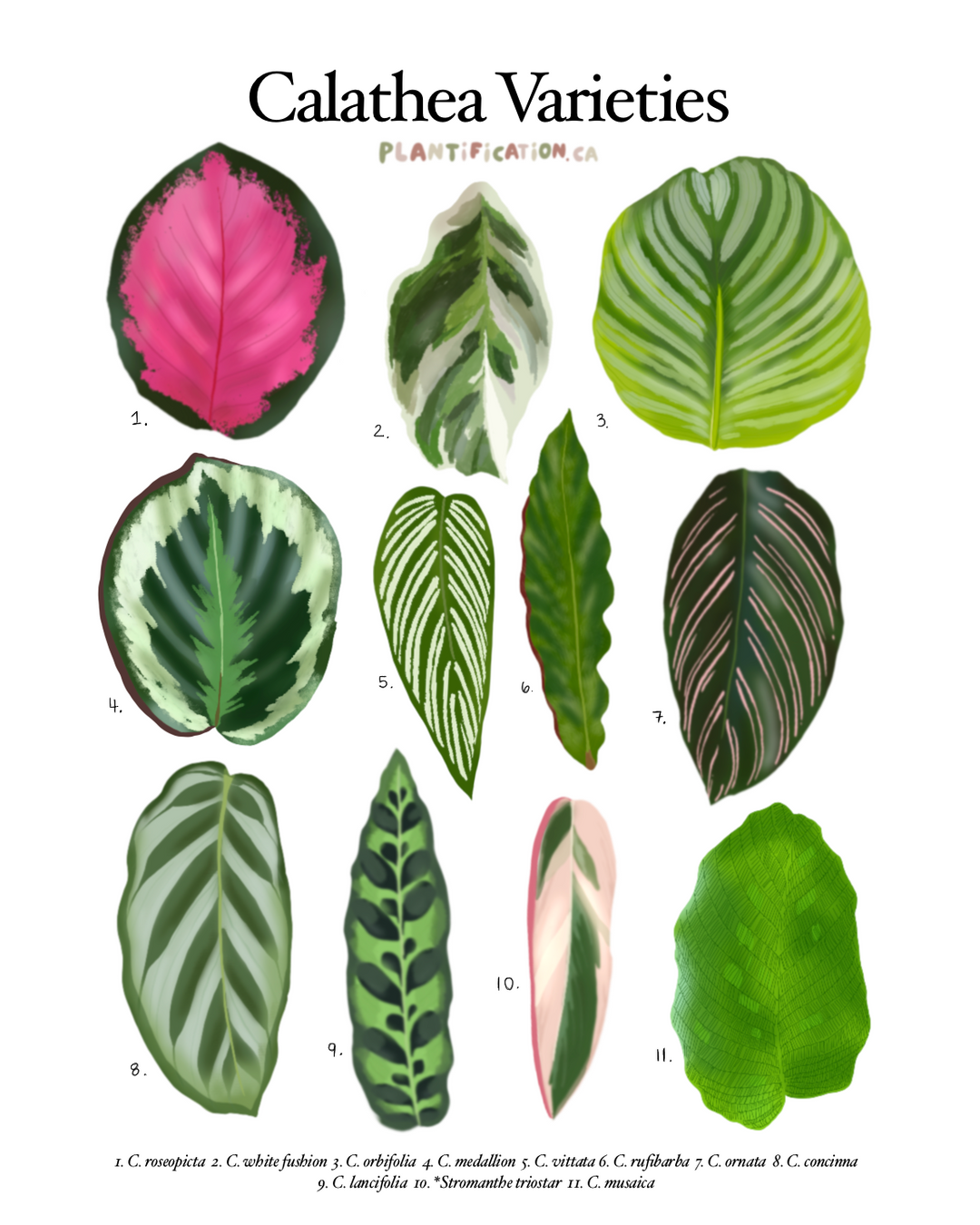 Calathea Plant Varieties