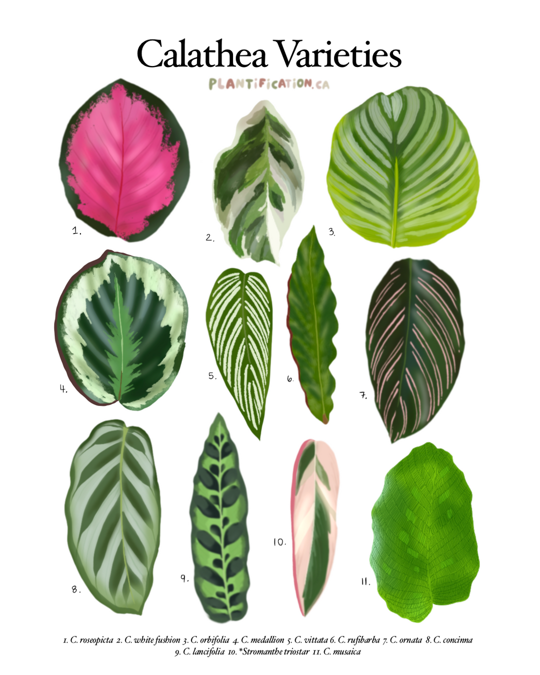 Calathea Varieties - Plant Identification Chart Digital Download