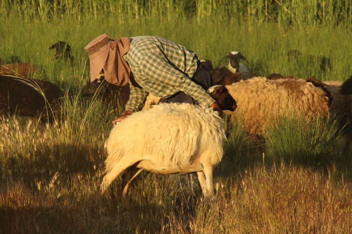 Pastoral Harmony: A Glimpse into Rural Life