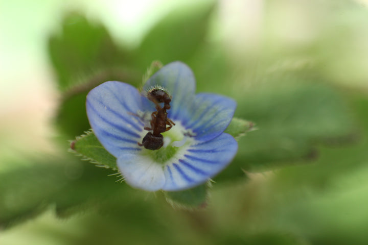 Series 9 of the Microcosmic Universe of Flowers and Bees