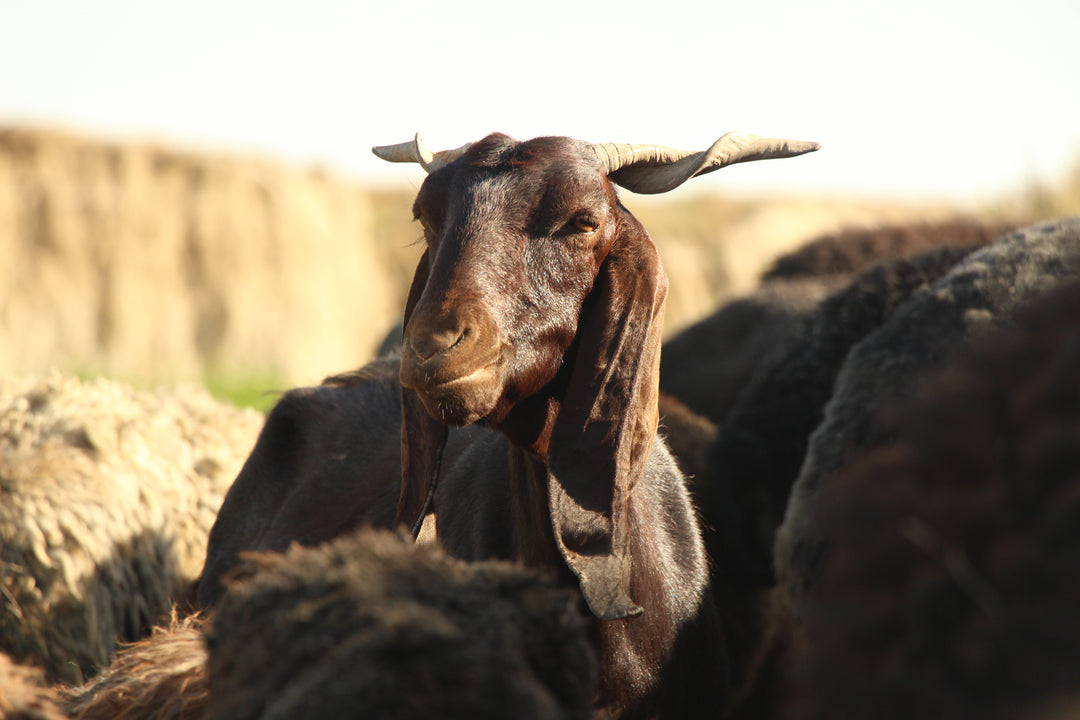 Pastoral Harmony: A Glimpse into Rural Life