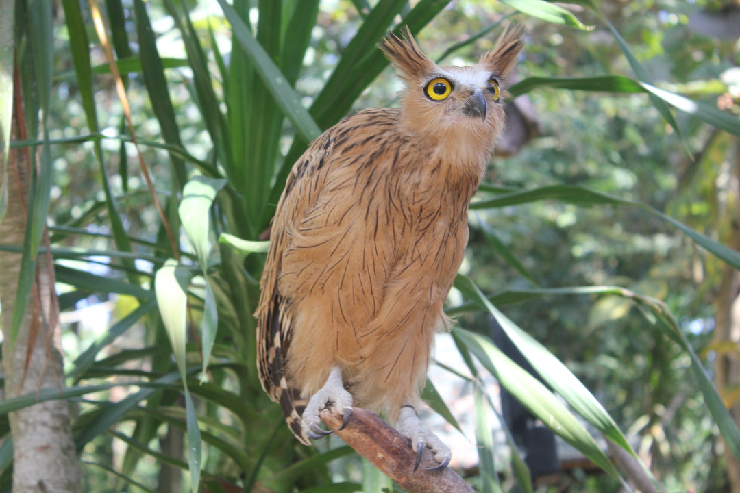 Avian Encounters: Birds in the Urban and Natural Worlds