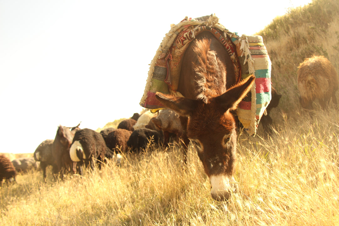 Pastoral Harmony: A Glimpse into Rural Life