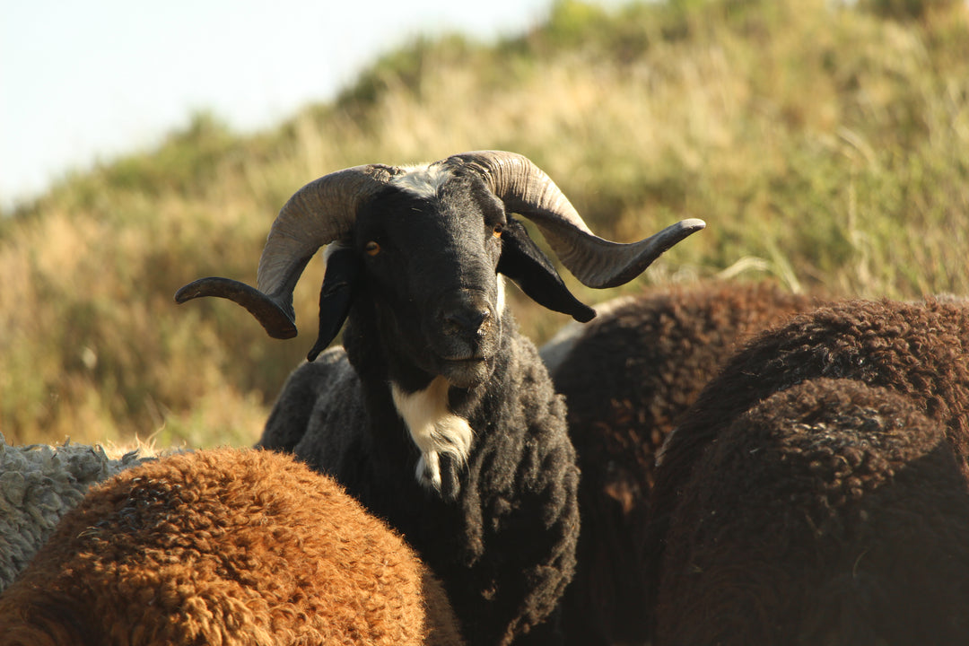 Pastoral Harmony: A Glimpse into Rural Life