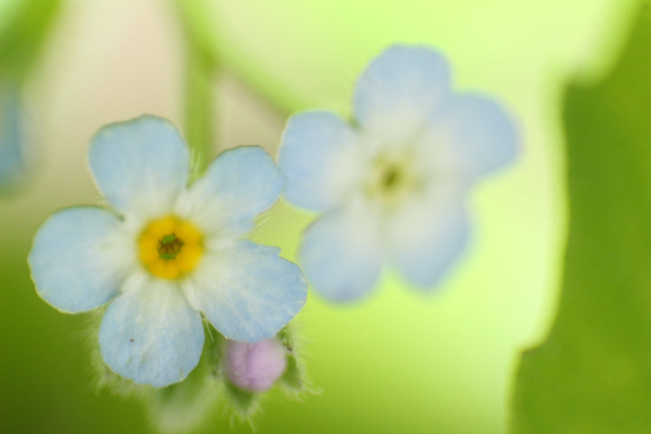 Series 13 of the Microcosmic Universe of Flowers and Bees