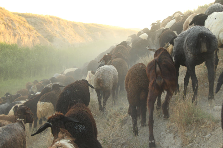 Pastoral Harmony: A Glimpse into Rural Life