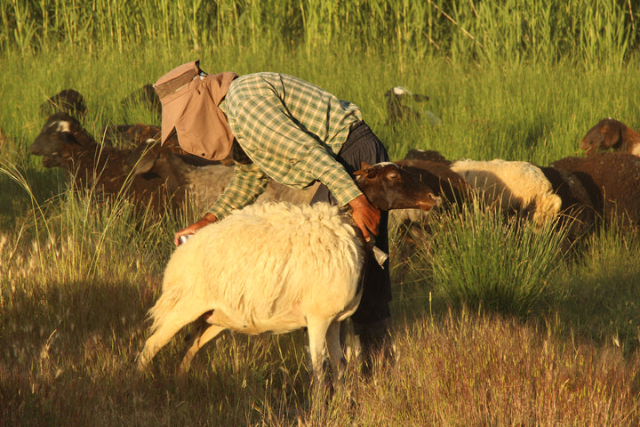 Pastoral Harmony: A Glimpse into Rural Life