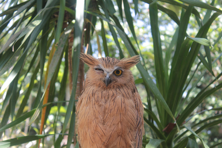 Avian Encounters: Birds in the Urban and Natural Worlds