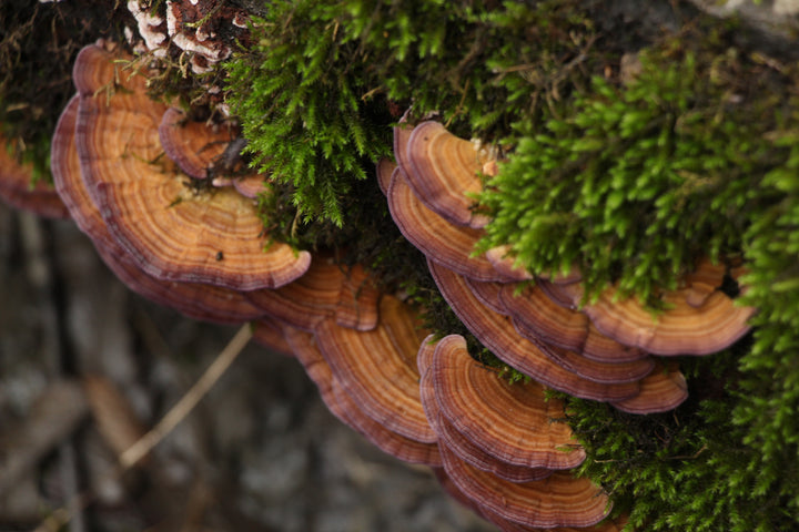 Series 2 of Enchanted Forest: A Mushroom Odyssey