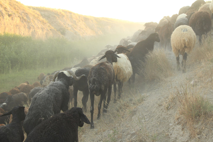 Pastoral Harmony: A Glimpse into Rural Life