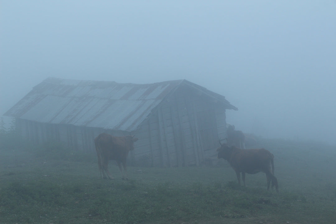 Pastoral Harmony: A Glimpse into Rural Life