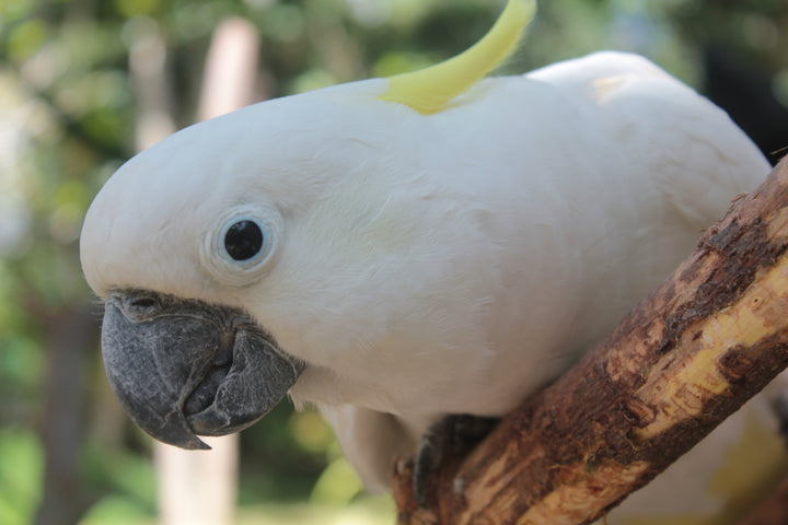 Series 2 of Avian Encounters: Birds in the Urban and Natural Worlds