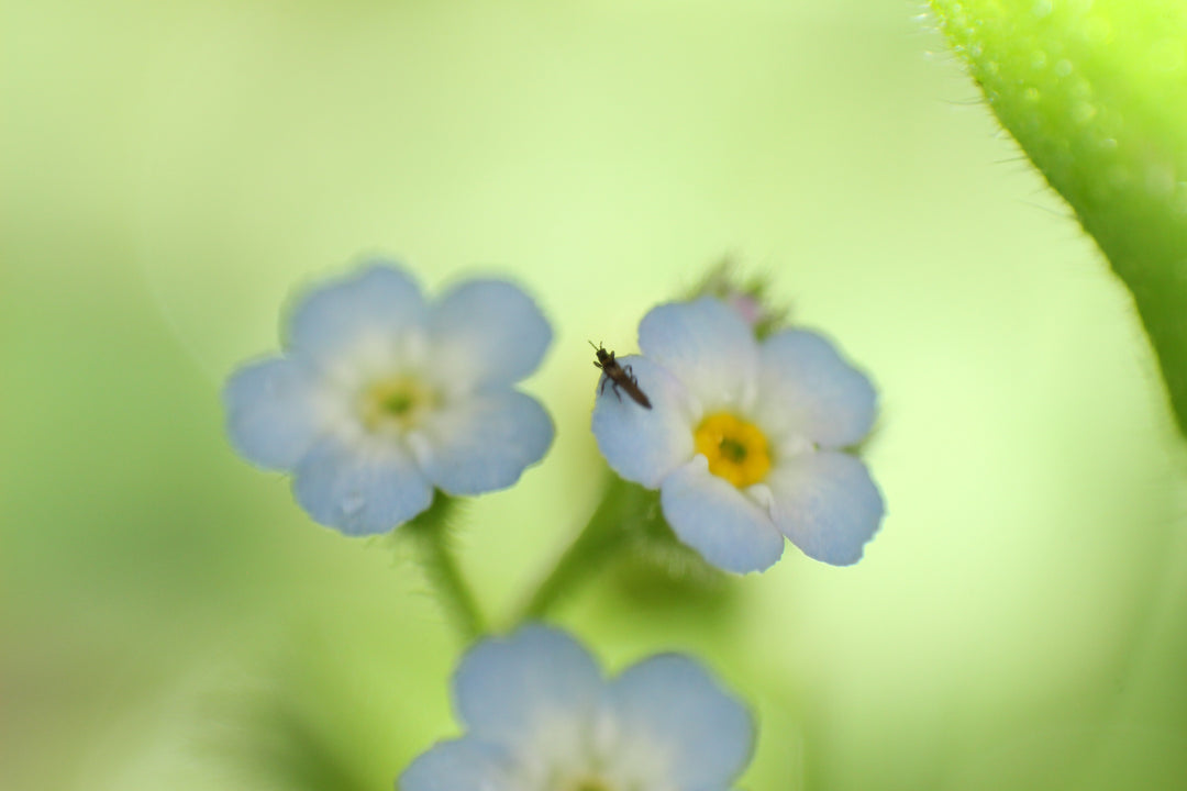 Series 13 of the Microcosmic Universe of Flowers and Bees