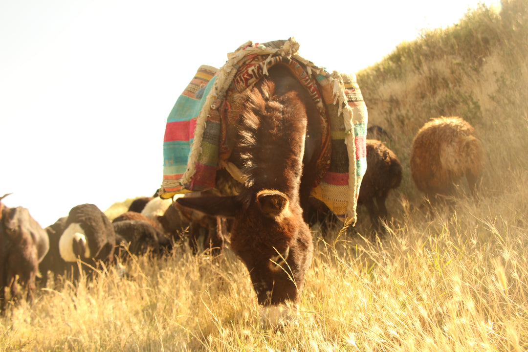 Pastoral Harmony: A Glimpse into Rural Life