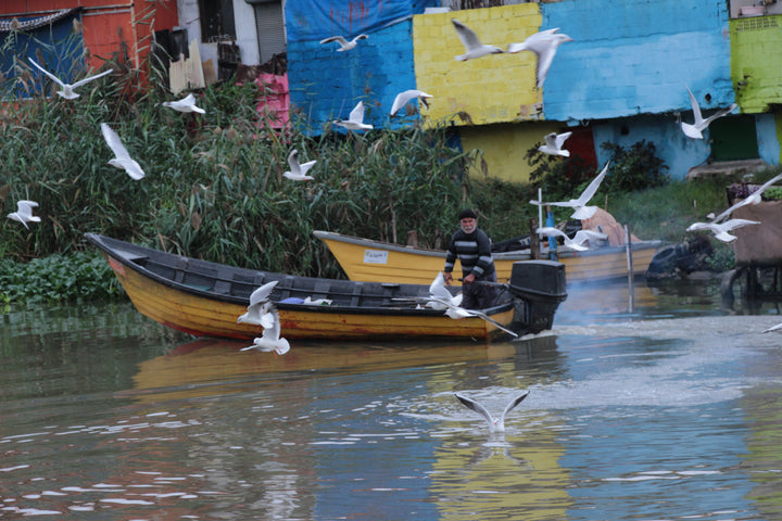 Series 7 of Avian Encounters: Birds in the Urban and Natural Worlds