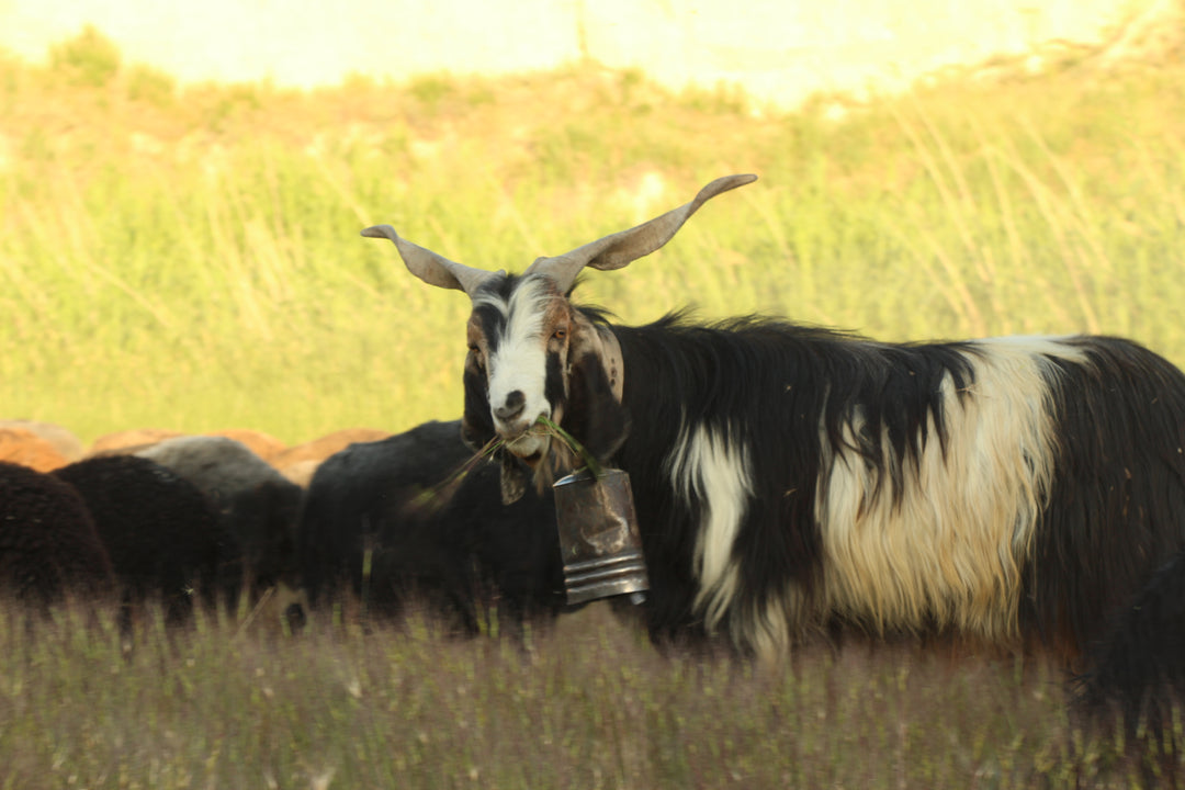 Pastoral Harmony: A Glimpse into Rural Life