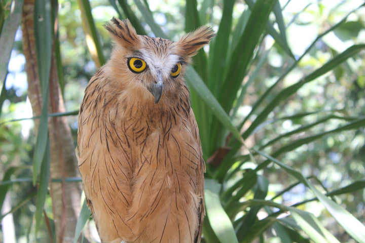 Avian Encounters: Birds in the Urban and Natural Worlds