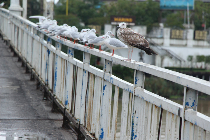 Series 6 of Avian Encounters: Birds in the Urban and Natural Worlds