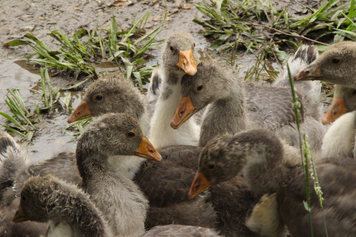 Series 3 of Avian Encounters: Birds in the Urban and Natural Worlds