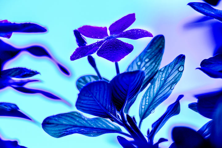 Azure Blooms: A Floral Symphony in Blue