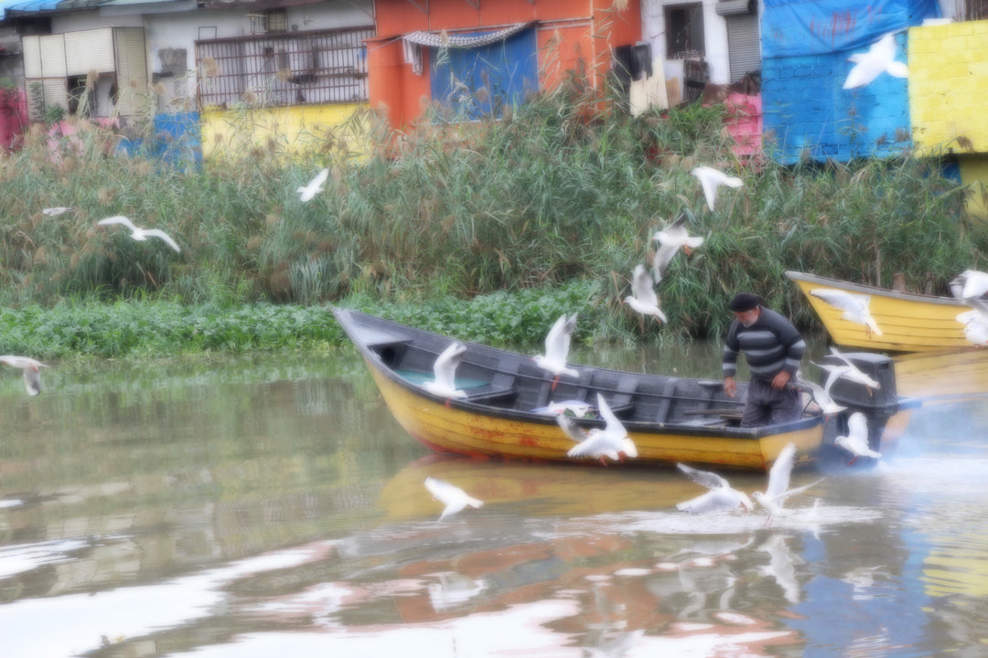 Series 7 of Avian Encounters: Birds in the Urban and Natural Worlds