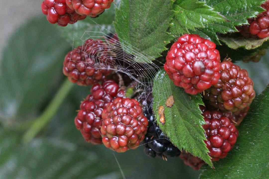 Series 4 of the Microcosmic Universe of Flowers and Bees