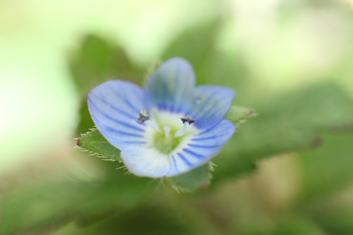 Series 9 of the Microcosmic Universe of Flowers and Bees