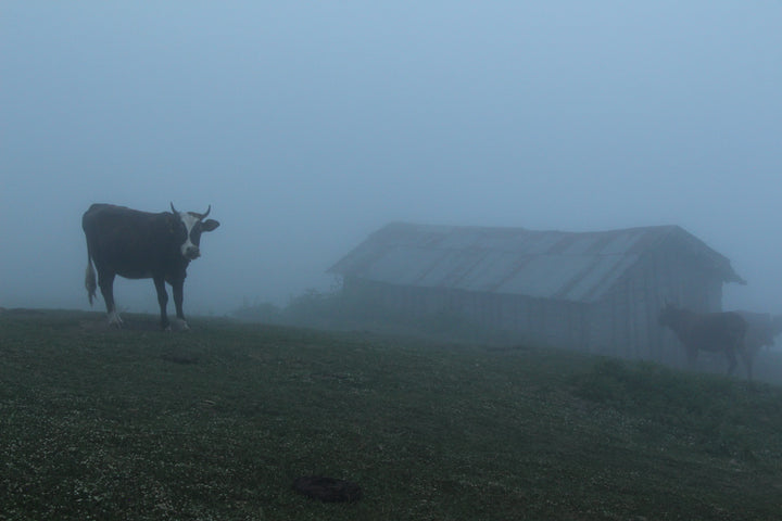 Pastoral Harmony: A Glimpse into Rural Life