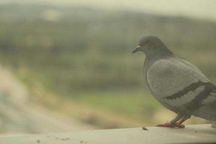 Series 5 of Avian Encounters: Birds in the Urban and Natural Worlds