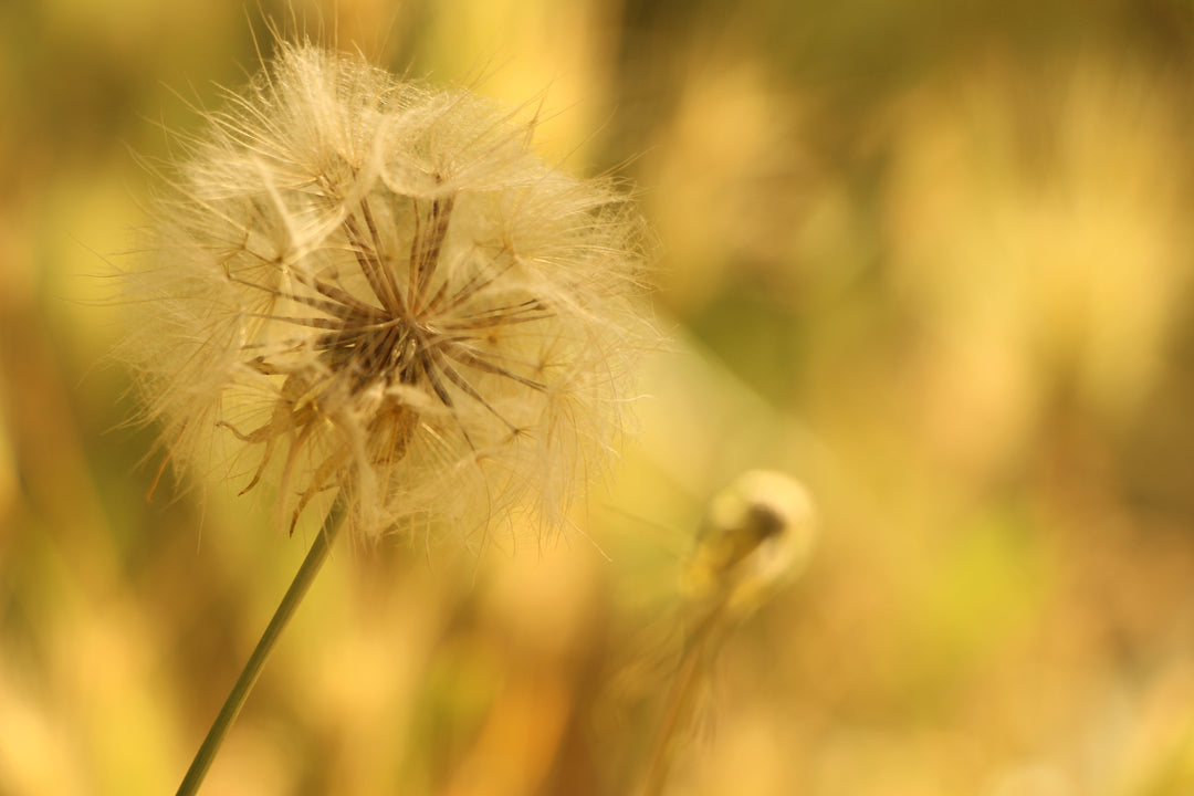 Series 1 of Blossoms of Hope: The Dandelion's Tale