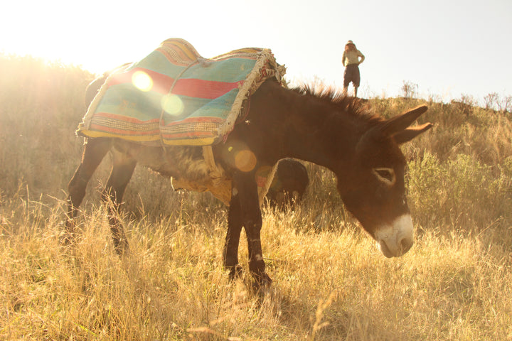 Pastoral Harmony: A Glimpse into Rural Life