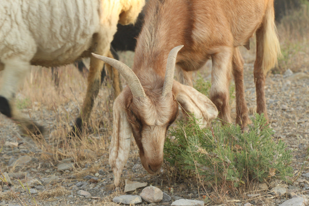 Pastoral Harmony: A Glimpse into Rural Life