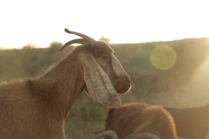 Pastoral Harmony: A Glimpse into Rural Life