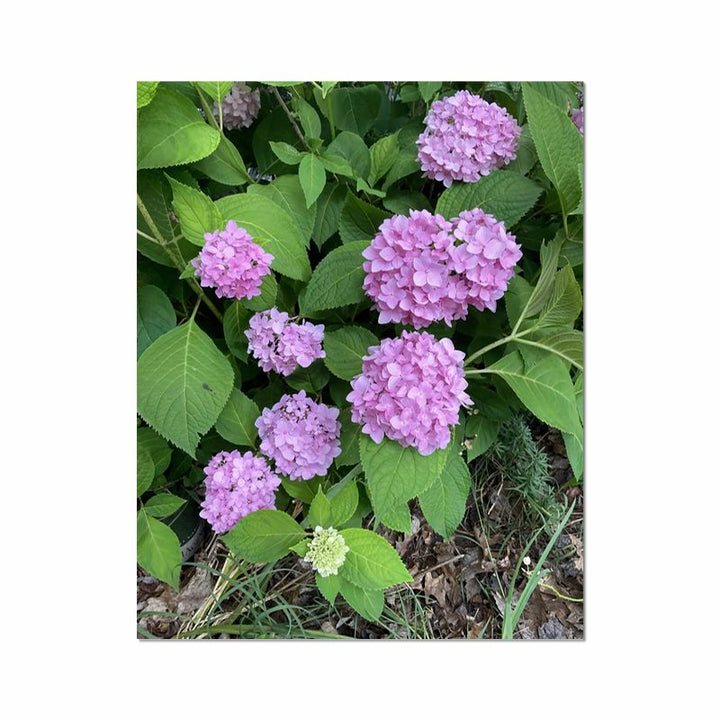 Pink Hydrangeas