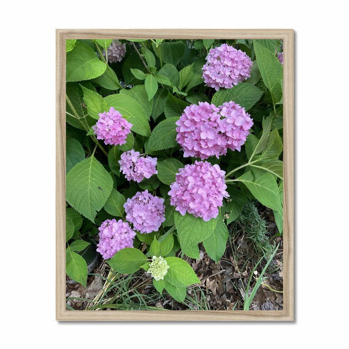 Pink Hydrangeas