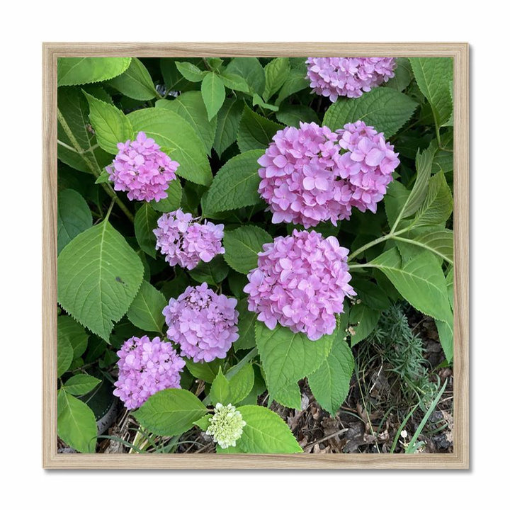 Pink Hydrangeas