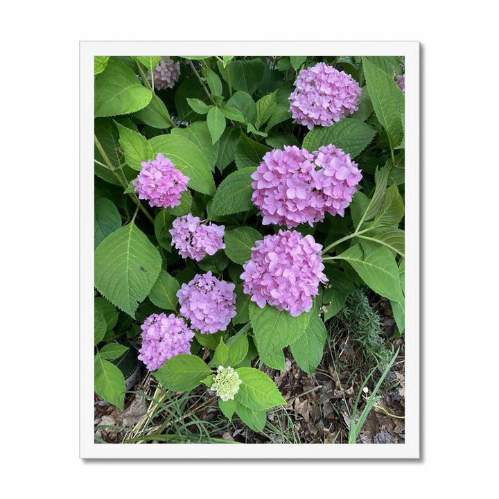 Pink Hydrangeas