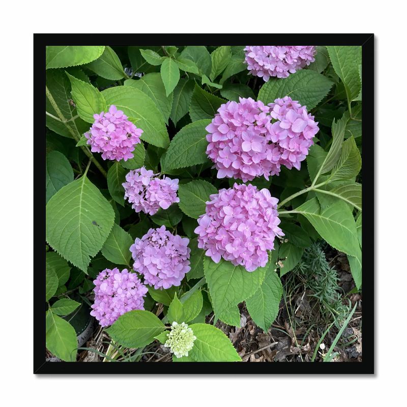 Pink Hydrangeas