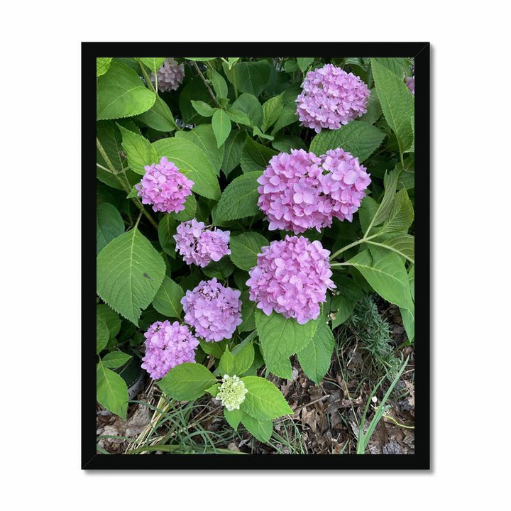 Pink Hydrangeas